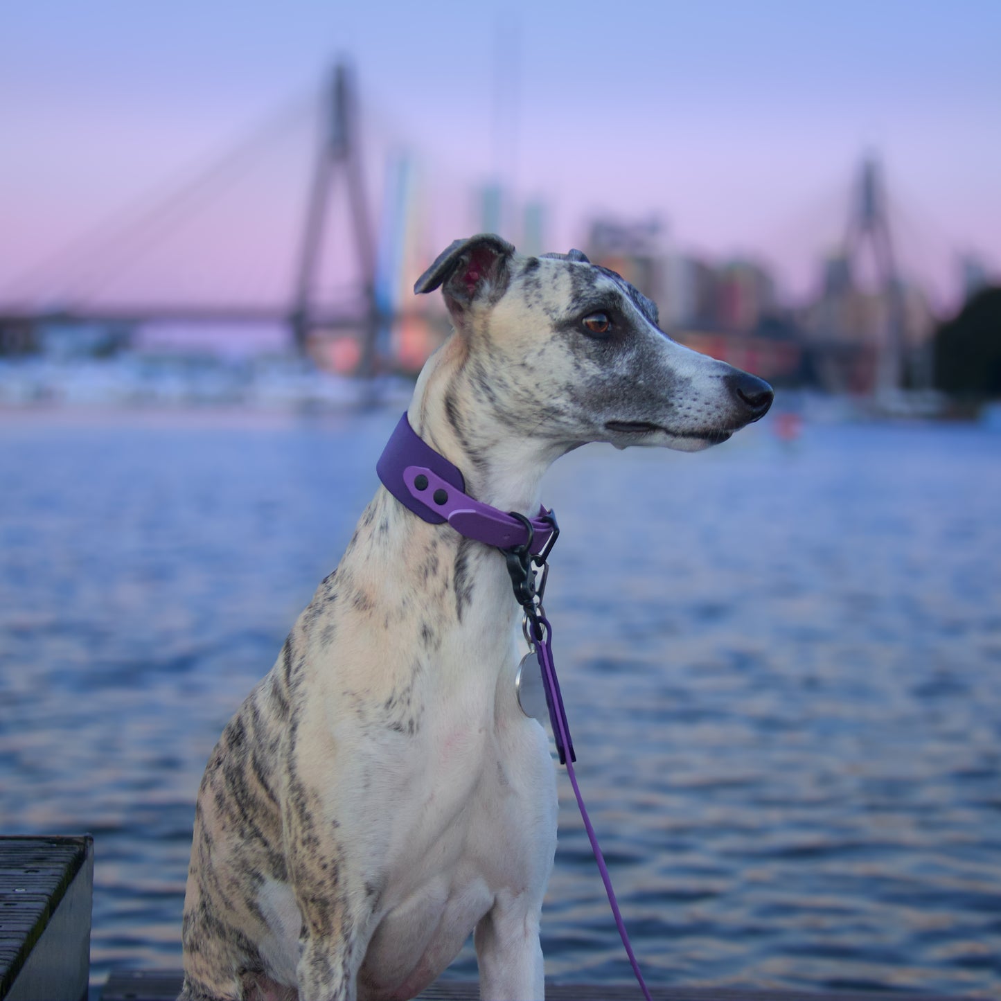 Custom Hound collar - 38mm width