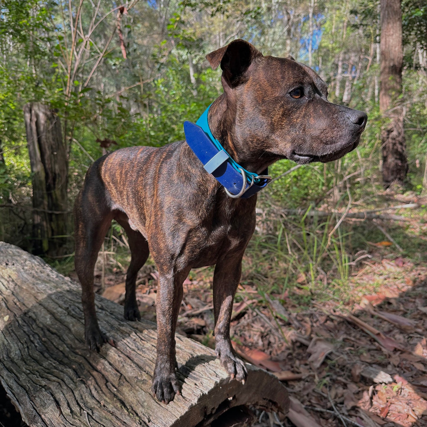Custom 38mm BioThane flat collar - two tones