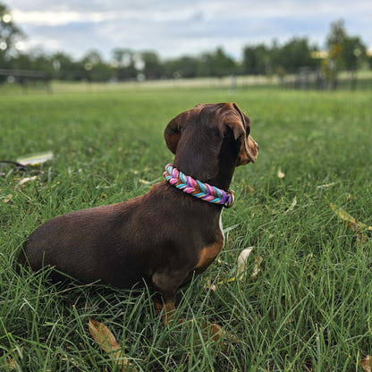 Braided paracord collar - Sugar dreams