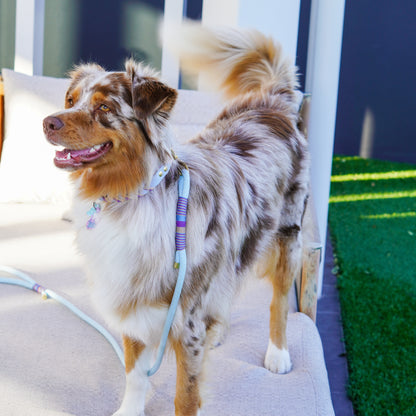 All rounder rope leash