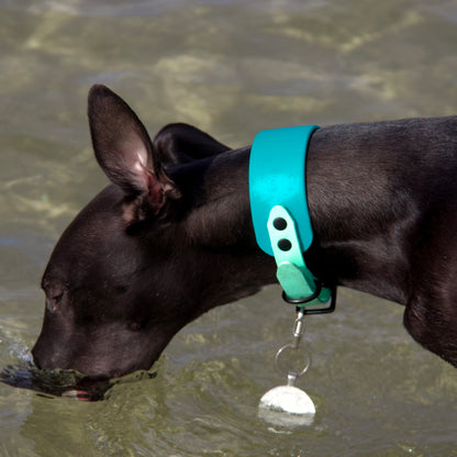 Hound collar - 38mm width