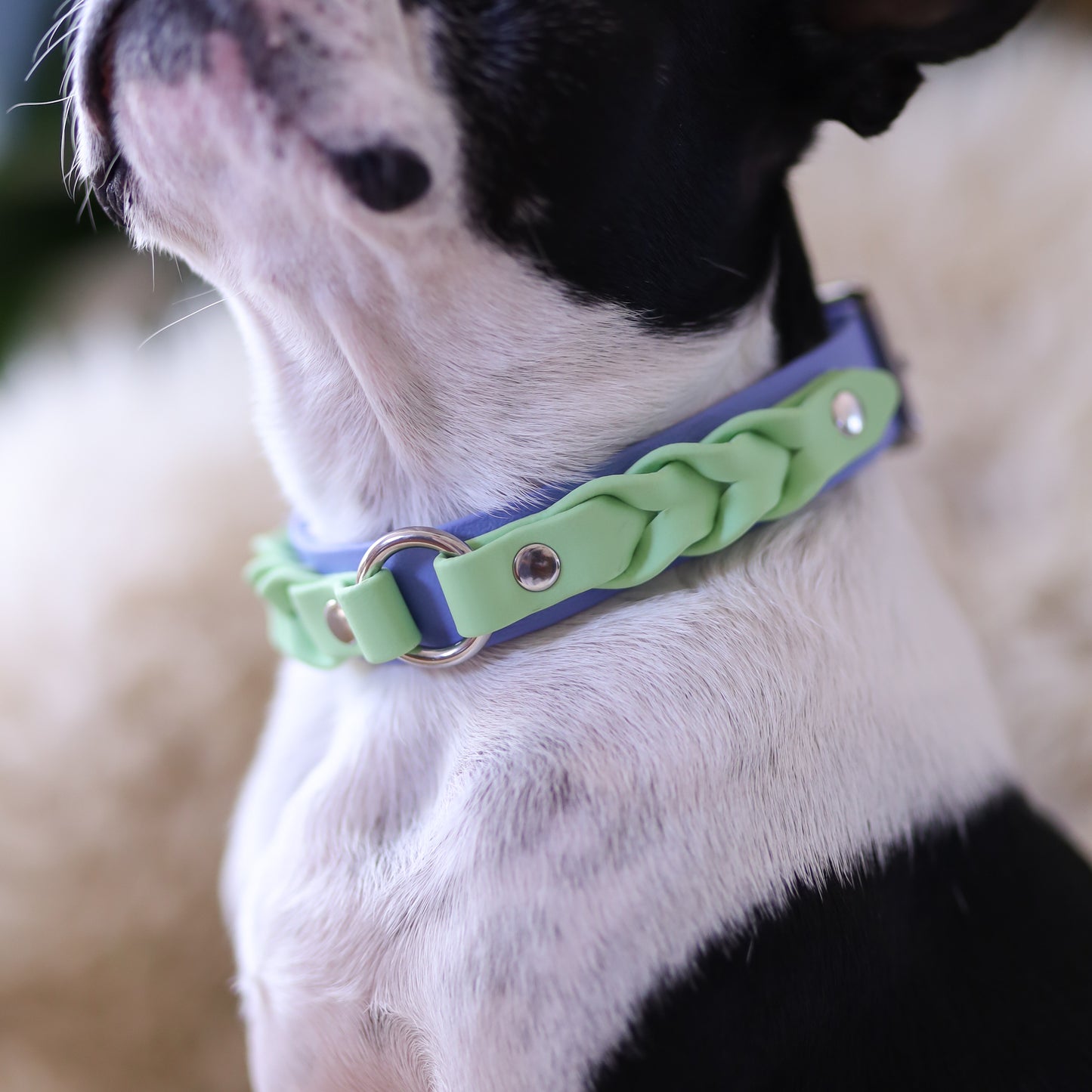 Layered braided BioThane collar