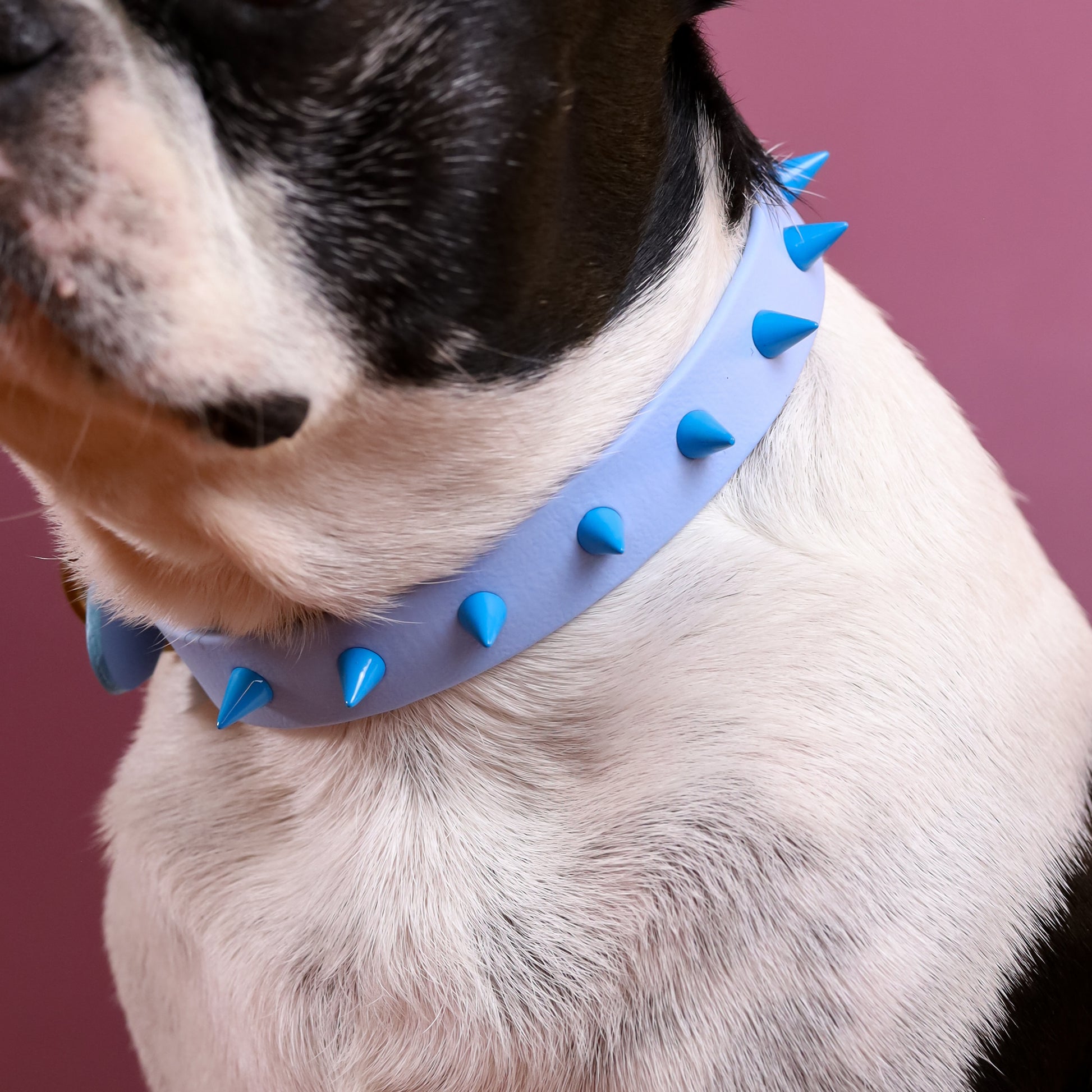 Custom BioThane spike collar – Ruffly Dog