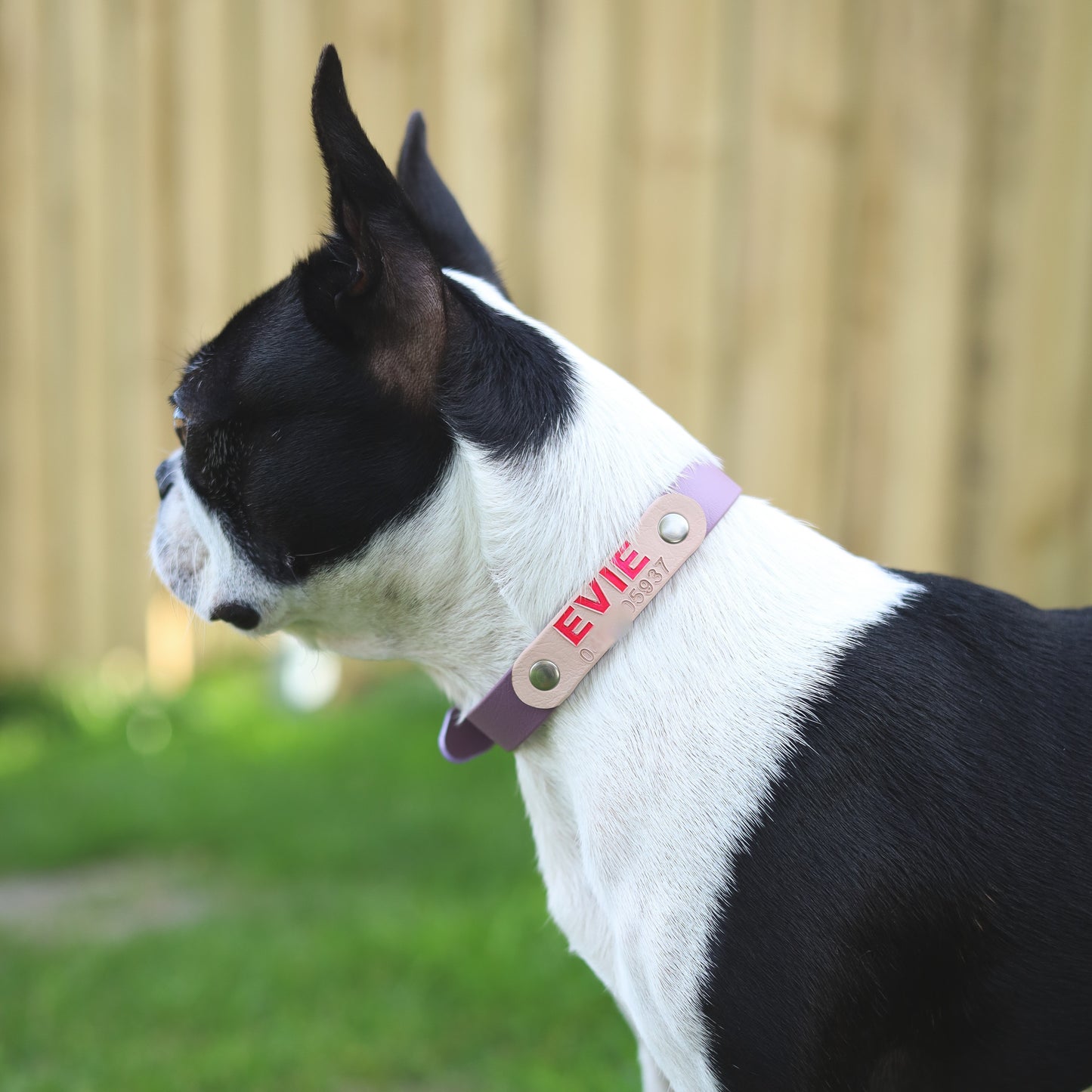 Classic flat collar