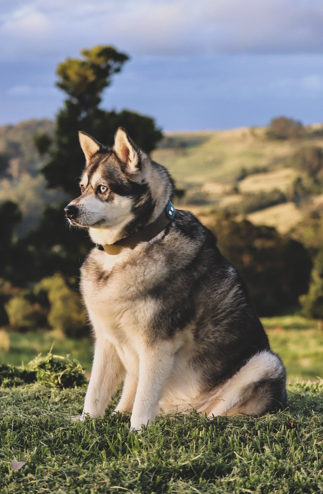 Waterproof two tone flat collar for Large dogs (25mm)