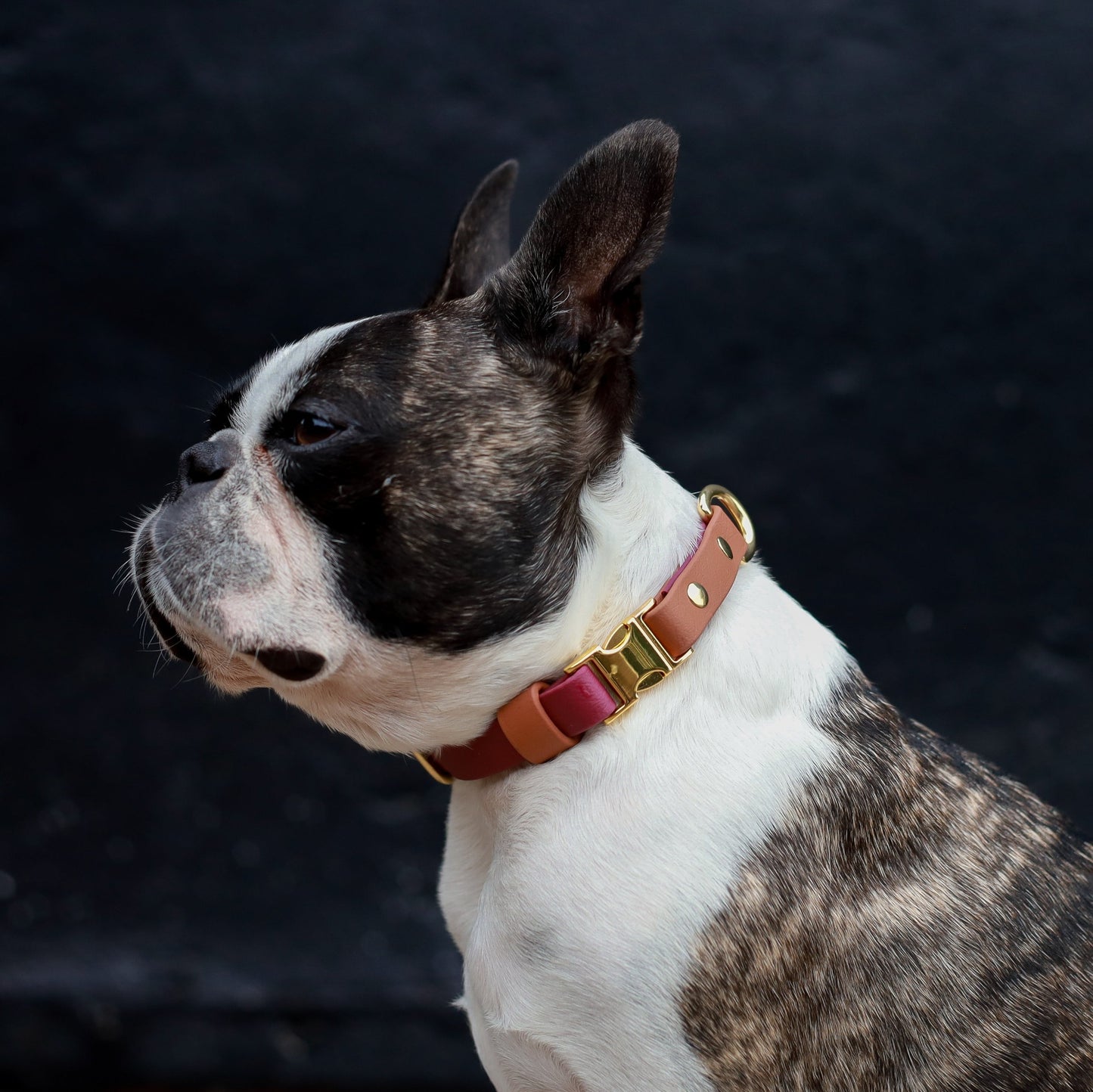 Adjustable collar with metal buckle