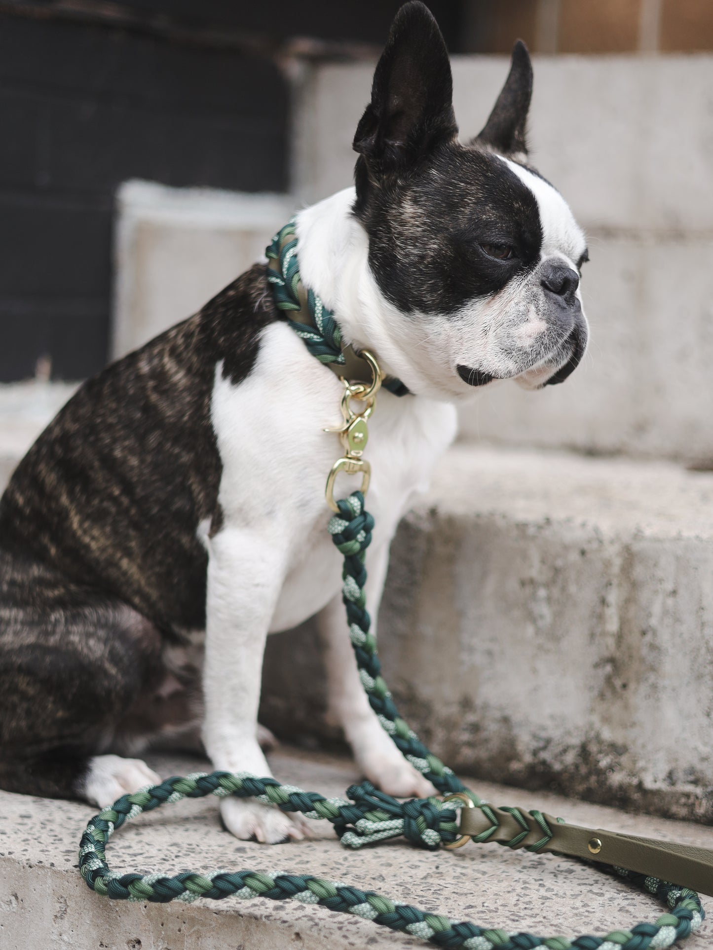 Braided paracord leash with Biothane handle - Olive