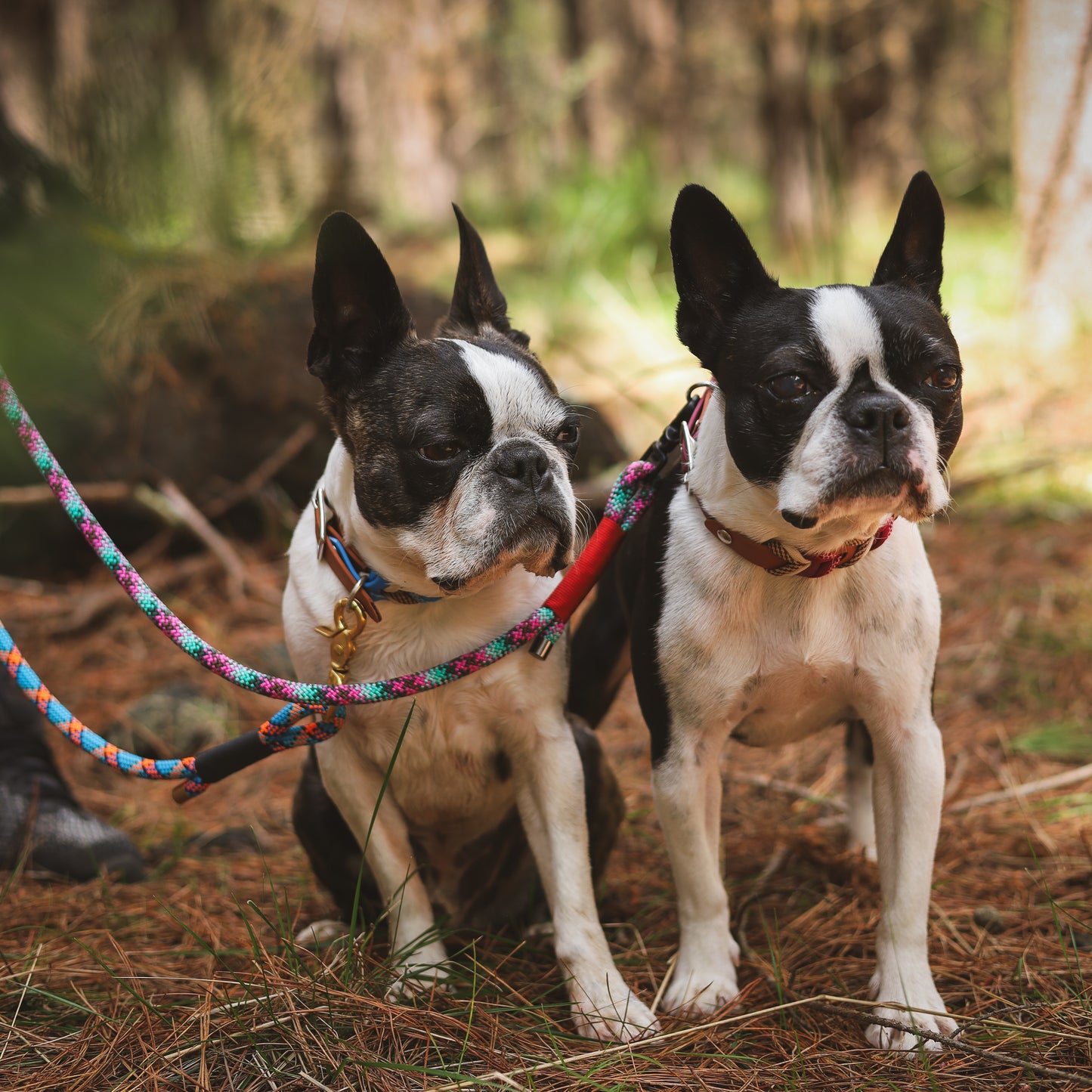 All rounder rope leash