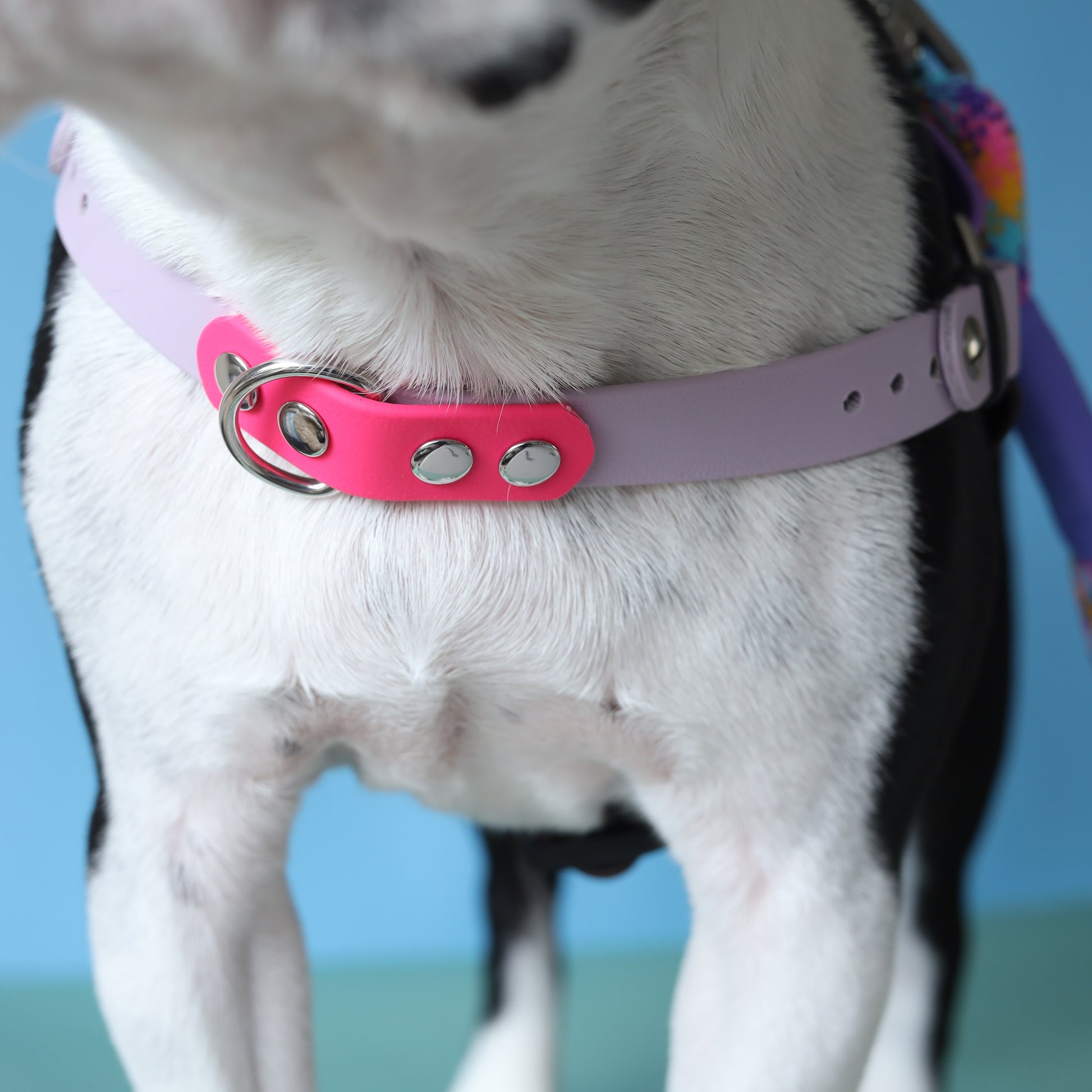 Waterproof BioThane No-Pull dog harness – Ruffly Dog