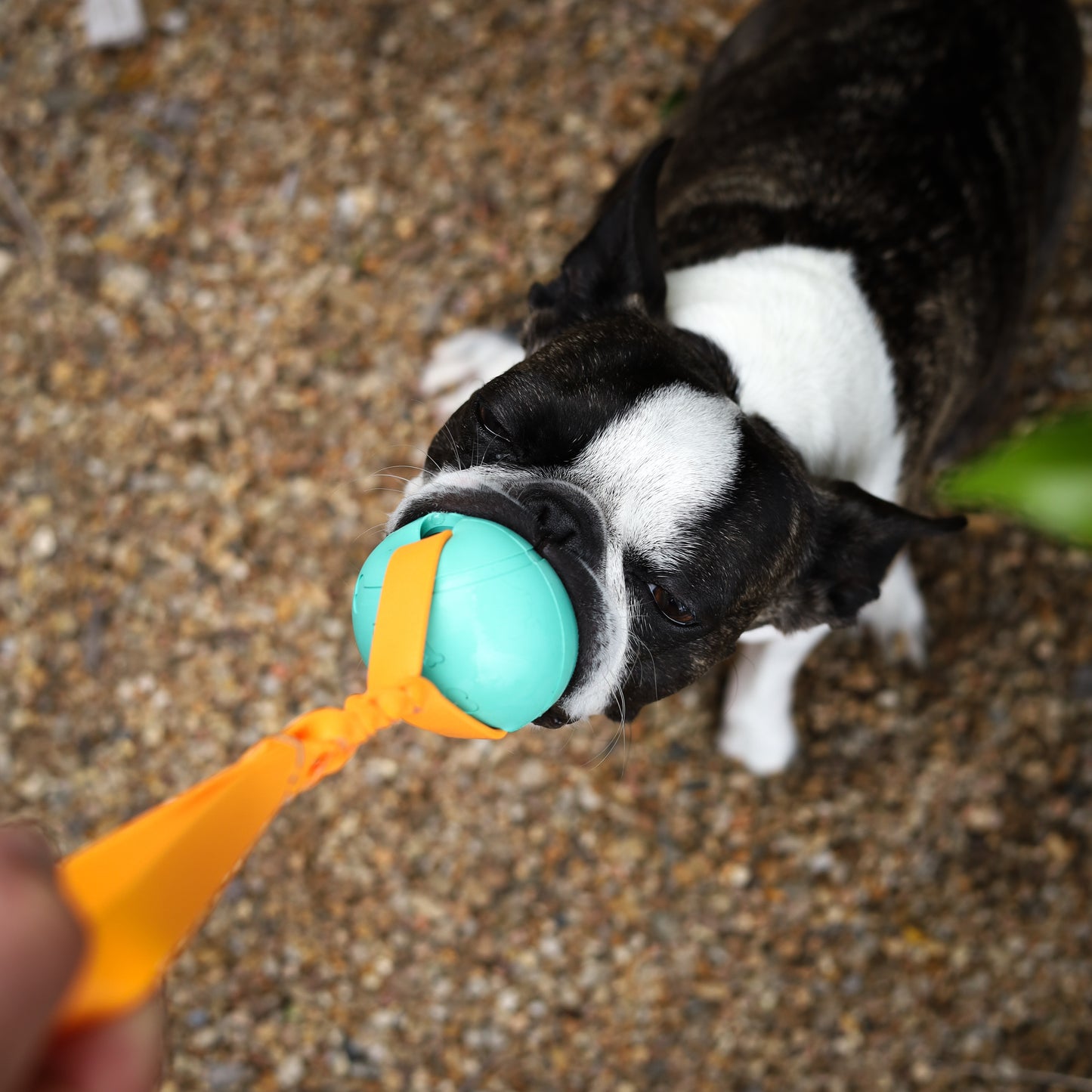 Reward ball with BioThane handle