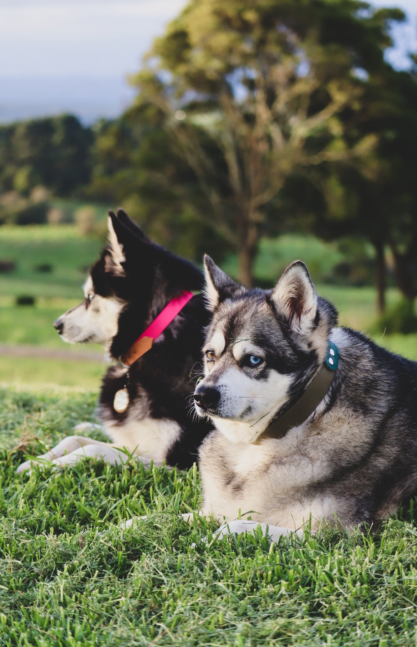 Waterproof two tone flat collar for Large dogs (25mm)