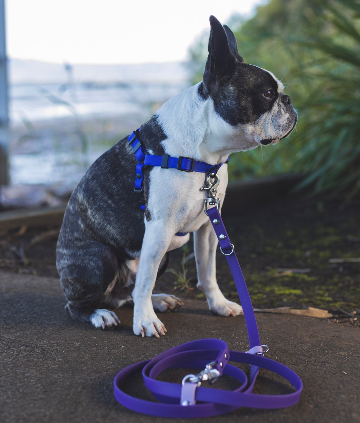 Handsfree multi-function leash