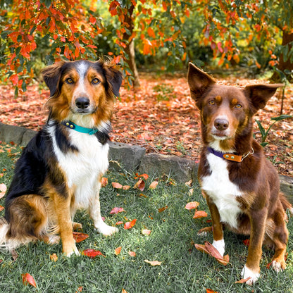 Adjustable martingale collar